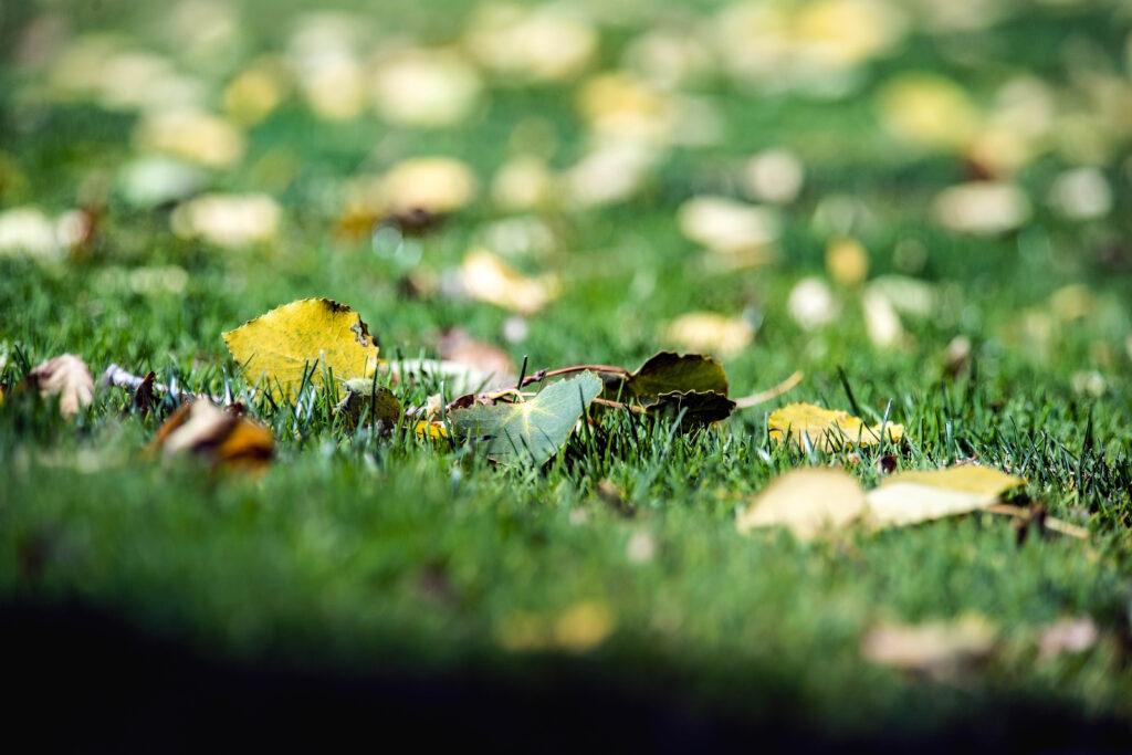 closeup of leaves on the grass