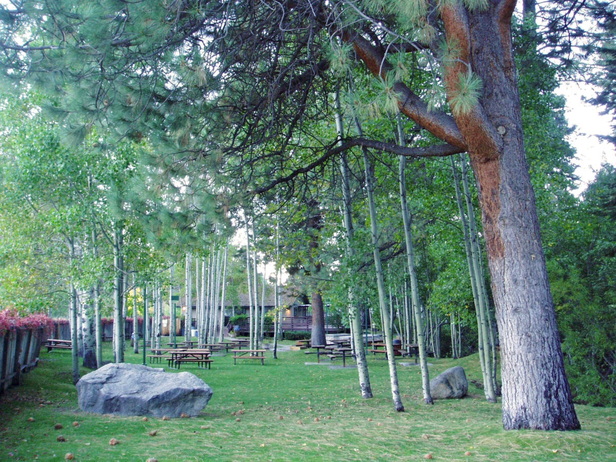 aspen field with trees, grass, and picnic tables